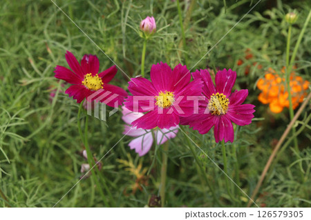 multiple colored garden cosmos flower multiple colored garden cosmos flower 126579305