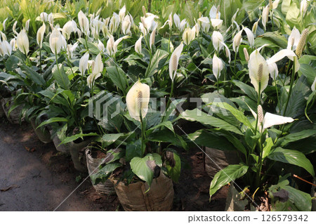 Spathiphyllum kochii flower plant on nursery Spathiphyllum kochii flower plant on nursery 126579342