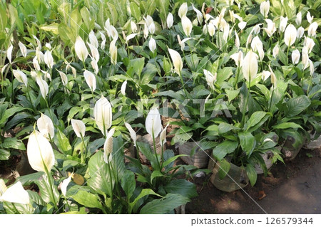 Spathiphyllum kochii flower plant on nursery Spathiphyllum kochii flower plant on nursery 126579344