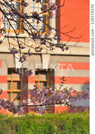<Aichi Prefecture> Nagoya City Municipal Archives and cherry blossoms in full bloom in spring <Aichi Prefecture> Nagoya City Municipal Archives and cherry blossoms in full bloom in spring 126579370