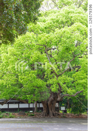 神戶市須磨離宮公園內的一棵大樟樹 126579396