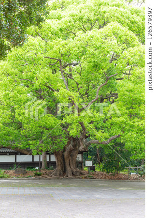A large camphor tree in Suma Rikyu Park in Kobe City A large camphor tree in Suma Rikyu Park in Kobe City 126579397