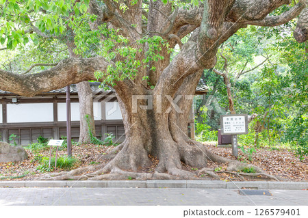 神戶市須磨離宮公園內的一棵大樟樹 126579401
