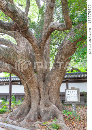 A large camphor tree in Suma Rikyu Park in Kobe City 126579403
