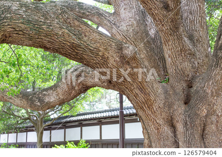 A large camphor tree in Suma Rikyu Park in Kobe City A large camphor tree in Suma Rikyu Park in Kobe City 126579404