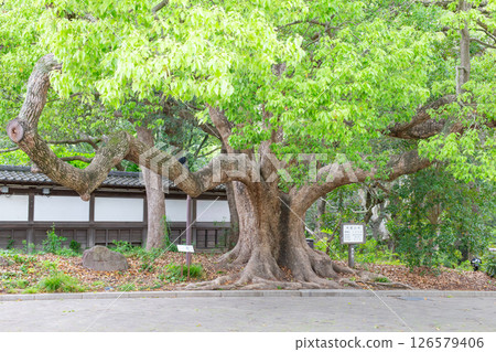 神戶市須磨離宮公園內的一棵大樟樹 126579406