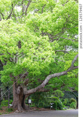 神戶市須磨離宮公園內的一棵大樟樹 126579407