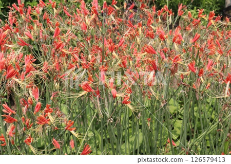 Eucrosia flower plant on farm 126579413