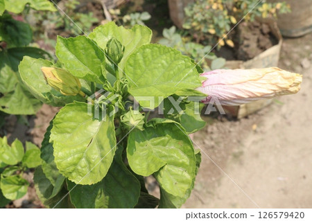 Shoeblackplant Plant on farm for harvest 126579420