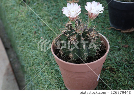 Gymnocalycium stenopleurum cactus on pot 126579448