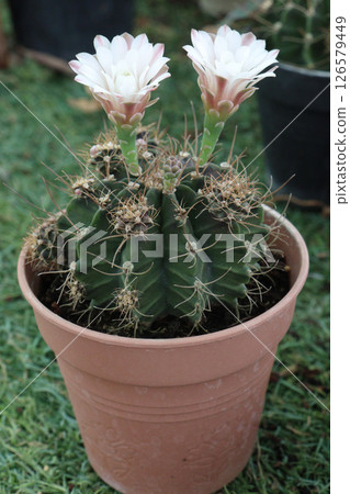 Gymnocalycium stenopleurum cactus on pot Gymnocalycium stenopleurum cactus on pot 126579449