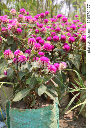 Globe amaranth flower plant on nursery Globe amaranth flower plant on nursery 126579477