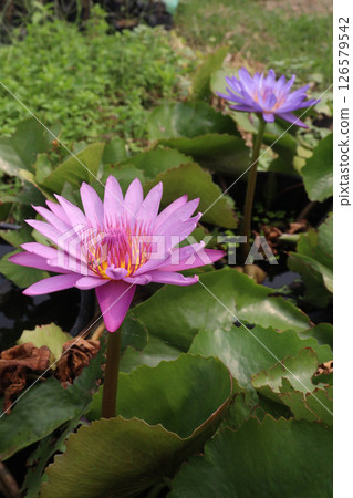 Nymphaea pubescens flower plant on pot Nymphaea pubescens flower plant on pot 126579542