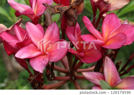 frangipani flower plant on farm frangipani flower plant on farm 126579590