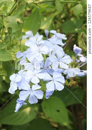 plumbago auriculata flower plant on nursery 126579687