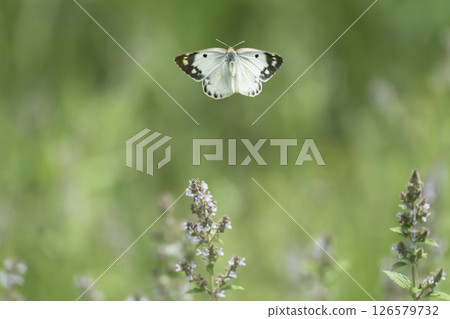 荊芥花與白蝴蝶 126579732