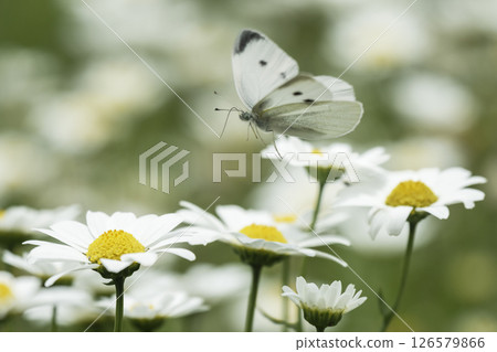 North Pole flowers and a white butterfly flying in the air 126579866