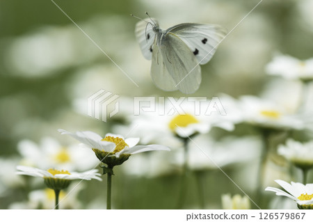 North Pole flowers and a white butterfly flying in the air North Pole flowers and a white butterfly flying in the air 126579867