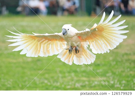 鮭色鳳頭鸚鵡 鮭色鳳頭鸚鵡 126579929