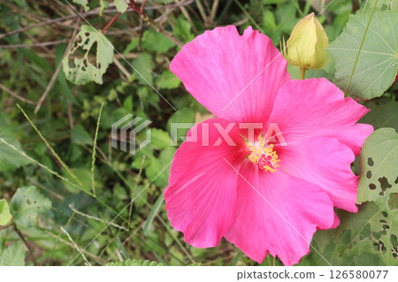 pink hibiscus flower on tree in farm pink hibiscus flower on tree in farm 126580077