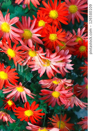 Many flowers Many flowers 126580109