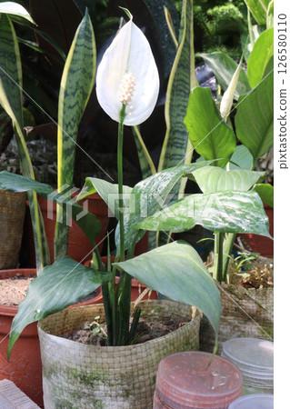 Spathiphyllum kochii flower plant on nursery Spathiphyllum kochii flower plant on nursery 126580110