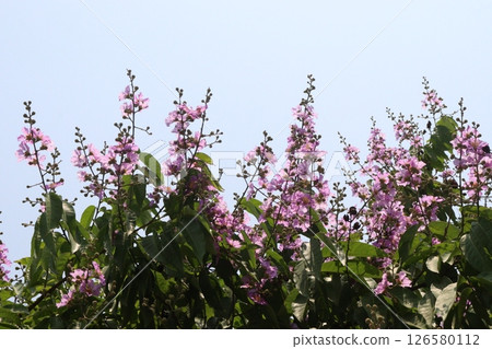 Lagerstroemia speciosa flower plant on farm Lagerstroemia speciosa flower plant on farm 126580112