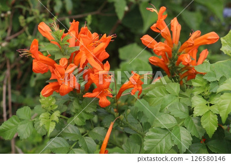 Tecomaria capensis flower, medicinal plant on nursery 126580146