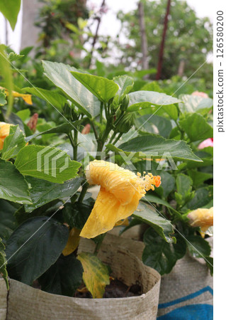 Shoeblackplant Plant on farm for harvest Shoeblackplant Plant on farm for harvest 126580200