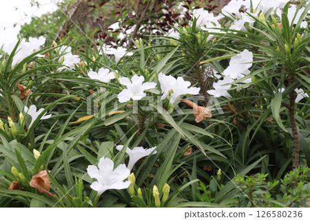 Ruellia white flower plant on farm 126580236