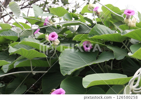 elephant creeper flower plant on nursery 126580258