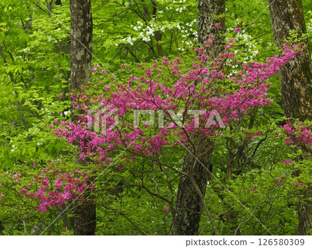 Mitsuba azalea among fresh greenery (20250514102155) 126580309
