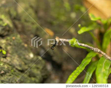 Camponotus nigricans on Satsukiyama 126580318