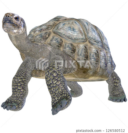 Giant tortoise 126580512