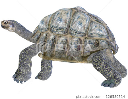 Giant tortoise Giant tortoise 126580514