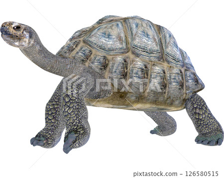 Giant tortoise 126580515
