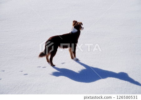 Dog is standing in the snow, looking at the camera Dog is standing in the snow, looking at the camera 126580531