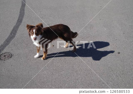 Brown and white dog is standing on a sidewalk 126580533