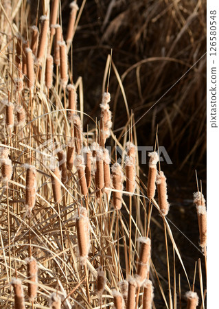 Fluffy cattails growing on the riverbank Fluffy cattails growing on the riverbank 126580548