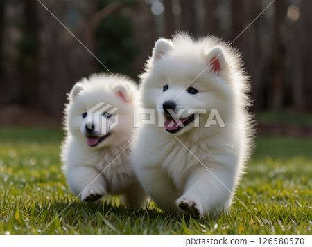 小狗在狗跑道上奔跑 小狗在狗跑道上奔跑 126580570