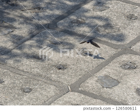 Swallows flying along the river bank Swallows flying along the river bank 126580611