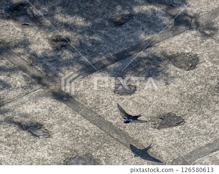 Swallows flying along the river bank Swallows flying along the river bank 126580613