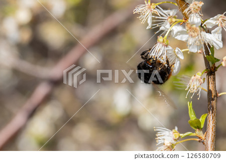 Witness the mesmerizing sight of bees pollinating cherry blossoms in enchanting springtime 126580709
