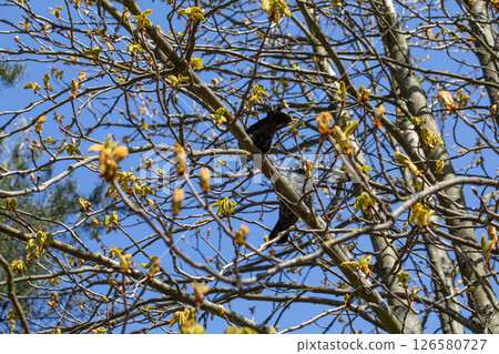 Colorful Birds Delightfully Perched Among Blossoming Trees Beneath a Clear Blue Sky 126580727
