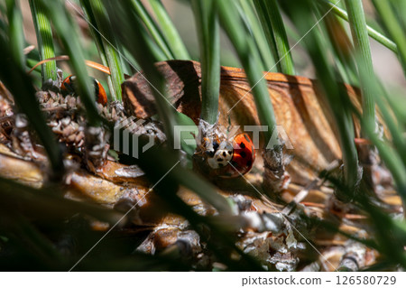 CloseUp View of a Colorful Ladybug Resting Among Pine Needles in Its Natural Habitat 126580729