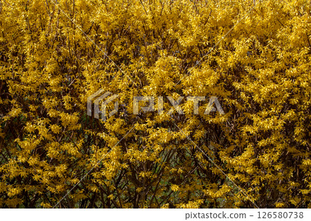 A Vibrant Yellow Flowering Bush is in Full Bloom, Displaying Natures Breathtaking Beauty A Vibrant Yellow Flowering Bush is in Full Bloom, Displaying Natures Breathtaking Beauty 126580738
