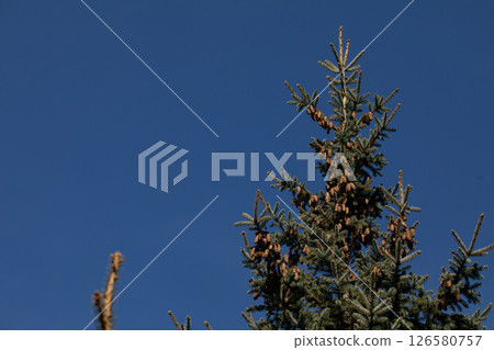 A magnificent evergreen tree beautifully stands against a clear and vivid blue sky backdrop 126580757
