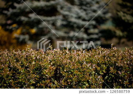 A Lush Green Hedge Set within a Beautiful Natural Landscape Appears Thriving and Peaceful 126580759