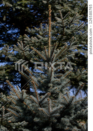 A Festively Decorated Christmas Tree Beautifully Adorned with Bright Twinkling Lights A Festively Decorated Christmas Tree Beautifully Adorned with Bright Twinkling Lights 126580765