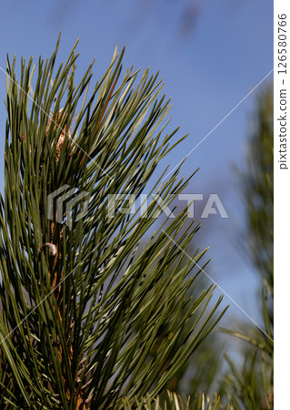 A Detailed CloseUp Image of Pine Needles Set Against a Clear and Bright Blue Sky Above 126580766